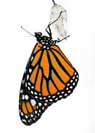 emerging butterfly