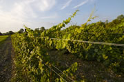 Vineyard 8L